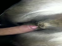 Mare animal sex with a huge cock